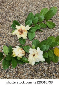 Gardenia augusta or jasminoides or melur or bunga cina. Fragrant white summer flowers on the river stone pebbles. Matte petals. Insect or pest infection on poor misery gardenia. Disease and problems.