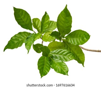 Gardenia Augusta Leaf(Cape Jasmine)Tropical Foliage Isolated On White Background,with Clipping Path.