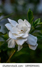 Gardenia Bloom Close Up In Home Garden