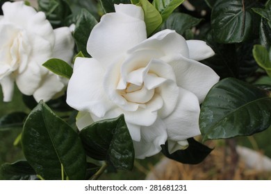 Gardenia Blossom Closeup