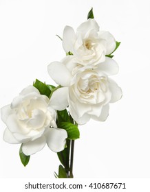 Gardenia Bouquet