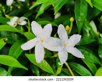 76 Gardenia Crape Thailand Images, Stock Photos & Vectors | Shutterstock