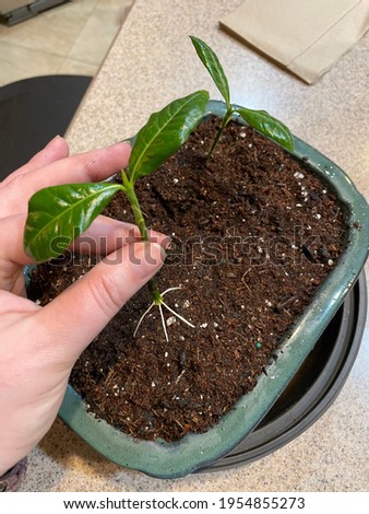 Similar – Image, Stock Photo leaf of a jasmine Nature