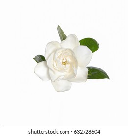 Gardenia Flower 