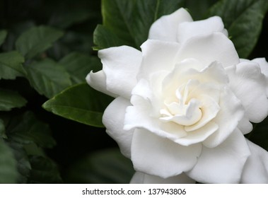 Gardenia Flower Bloom