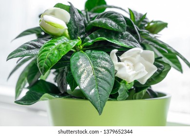 Gardenia Flower Blossoming In A Pot, Gardening At Home