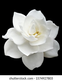 Gardenia Flower Isolated On Black Background