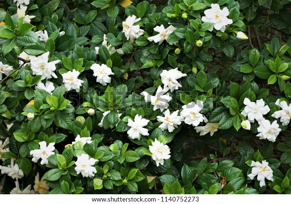 Gardenia\
flower (Gardenia jasminoides) with the tree and green leaves\
pattern background texture, Spring in GA\
USA.\
