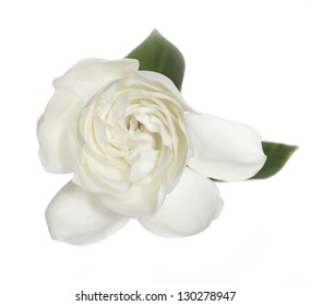 Gardenia Flower With Leaves Isolated