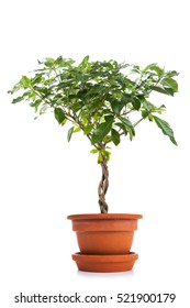 Gardenia In Flower Pot