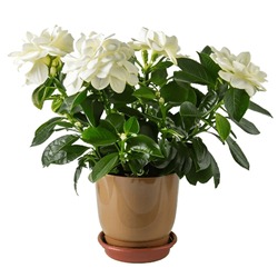 (Gardenia) Flowering Plants - Ornamental Plants Grown In Pots.