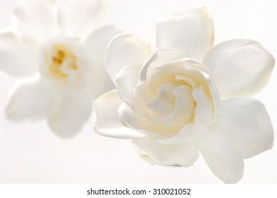 Gardenia Flowers 