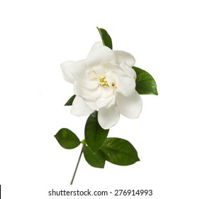 Gardenia Flowers Isolated 