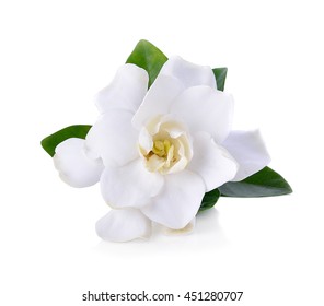 Gardenia Flowers On White