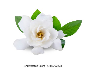 Gardenia Flowers On White Background