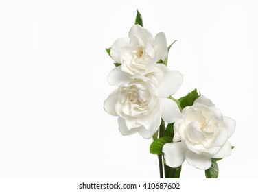 Gardenia Flowers-white Background 

