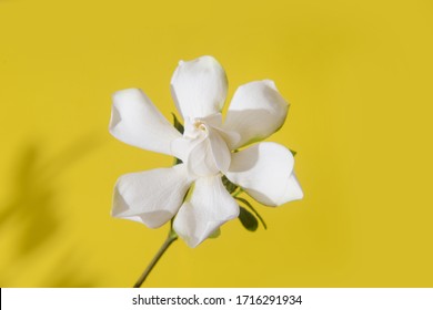 fleur de jasmin