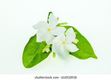 Gardenia Jasmine Flower isolated on white with clipping path. - Shutterstock ID 614510918