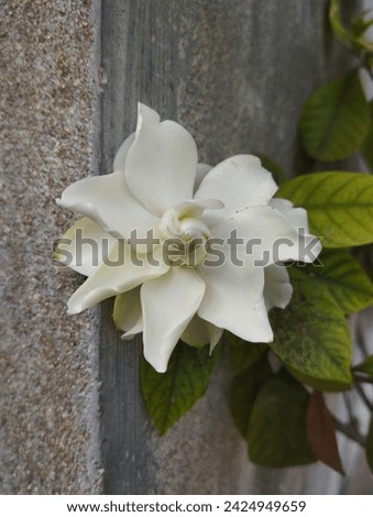 Gardenia jasminoides or (ananta gandhraj) or cape jasmine on the garden wall background.