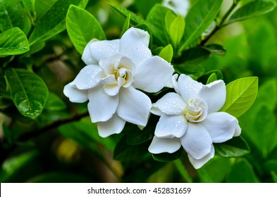 Gardenia Jasminoides Blooming In Garden