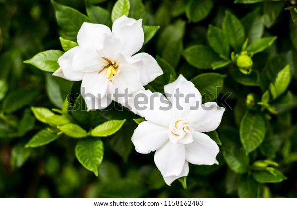 Gardenia jasminoides or\
Cape jasmine flower on white background,White flowers of jasmine on\
the white