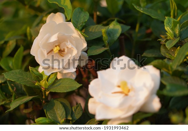 Gardenia jasminoides or
Cape jasmine flower on white background,White flowers of jasmine on
the white