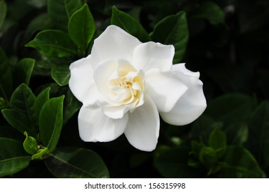 Gardenia Jasminoides (Cape Jasmine) Foliage And Flower 