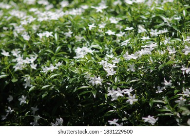 Gardenia Jasminoides Flower In Park