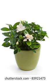 Gardenia (Gardenia Jasminoides) In Flower Pot