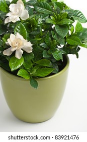 Gardenia (Gardenia Jasminoides) In Flower Pot