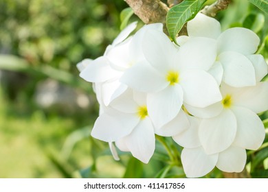 Gardenia Jasminoides Flowers .