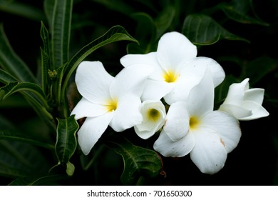 Gardenia Jasminoides Flowers.