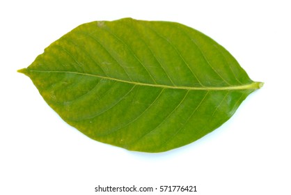15,705 Gardenia leaves Stock Photos, Images & Photography | Shutterstock