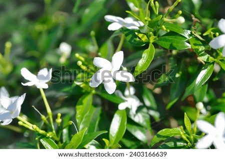 Gardenia jasminoides, RUBIACEAE or Tabernaemontana pandacaqui Lam or APOCYNACEAE or ‎gardenia or white flower