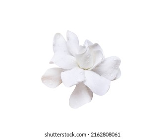 Gardenia jasminoides white blossom with water drops (Cape jasmine, Gareden gardenia, Gerdenia, Bunga cina)  isolated on white background , clipping path
