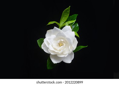 Gardenia jasminoides flor blanca