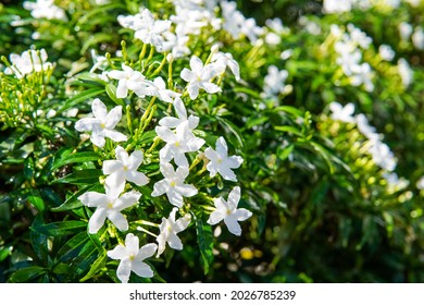 (Gardenia Jasminoides),Gerdenia Crape Jasmine, White Flowers On Tree