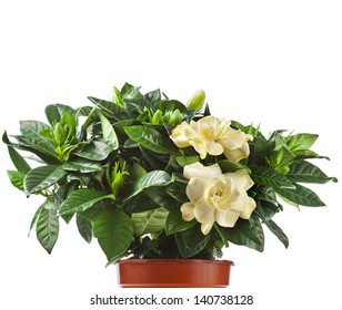 Gardenia Plant Close Up Isolated On White Background