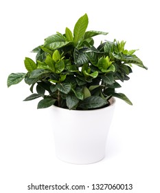 Gardenia In Pot