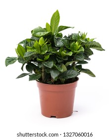 Gardenia In Pot