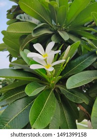 Gardenia Taitensis,