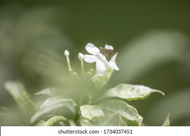 Gardenia Taitensis And The Common Branded Swift