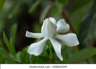 Gardenia Taitensis DC, Tahitian Gardenia,Rubiaceae ,Thailand