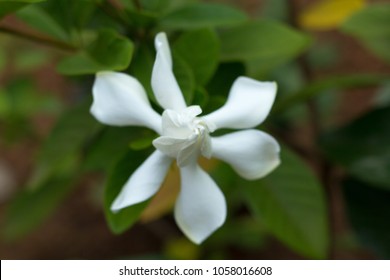 Gardenia Taitensis DC, Tahitian Gardenia,Rubiaceae ,Thailand