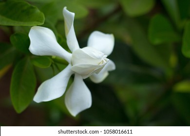 Gardenia Taitensis DC, Tahitian Gardenia,Rubiaceae ,Thailand