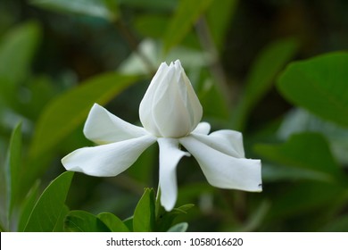 Gardenia Taitensis DC, Tahitian Gardenia,Rubiaceae ,Thailand