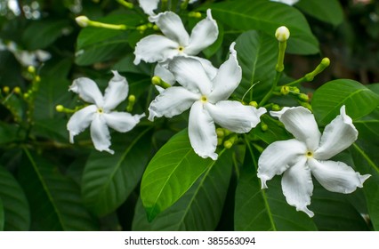 Gardenia Taitensis Flower With Green Leaf.