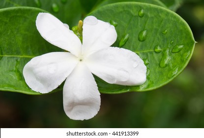 Gardenia Taitensis Or Tiare