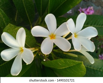 Gardenia Taitensis Is A White Flower