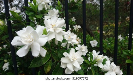 Gardenias